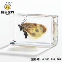 逼真昆虫标本，甲虫、蝎子、犀金龟、蜘蛛，生物科学教育礼品树脂摆件 - 高品质玩具，款式随机，生日礼物 - 圣诞礼物 - 万圣节礼物 - 完美礼物 - 彩色 - 查看 38