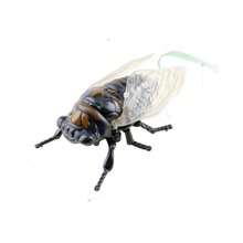 1pc Cicada Prank Toy - Hyper-Realistic Mechanical Cicada Sound Maker, Instantly Triggers Summer Screams Prank, Suitable For Office And Party - Perfect Gift - Birthday Gift - Boy Gift - Girl Gift - Easter Gift - Valentine's Day Gift - Multicolor - View 12