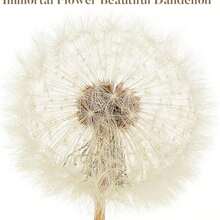 Artibetter Cubo Decorativo con Diente De Len Transparente 3D Adorno Artesanal para Oficina Y Hogar Pisapapeles Creativo para Escritorio Regalo para Cumpleaos Y Festividades - como se muestra en la figura - Ver 7