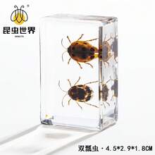 逼真昆虫标本，甲虫、蝎子、犀金龟、蜘蛛，生物科学教育礼品树脂摆件 - 高品质玩具，款式随机，生日礼物 - 圣诞礼物 - 万圣节礼物 - 完美礼物 - 彩色 - 查看 28