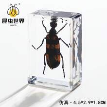 逼真昆虫标本，甲虫、蝎子、犀金龟、蜘蛛，生物科学教育礼品树脂摆件 - 高品质玩具，款式随机，生日礼物 - 圣诞礼物 - 万圣节礼物 - 完美礼物 - 彩色 - 查看 20