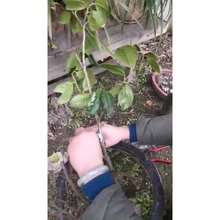 CYPNCinta de Injerto de 3 Cm X 100 M Cinta de Jardinería de Plantas de PVC Cinta de Podar para Plantas de Injerto para árboles Florales Y FrutalesFashion - 224378428 - Ver 8