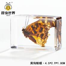 逼真昆虫标本，甲虫、蝎子、犀金龟、蜘蛛，生物科学教育礼品树脂摆件 - 高品质玩具，款式随机，生日礼物 - 圣诞礼物 - 万圣节礼物 - 完美礼物 - 彩色 - 查看 58