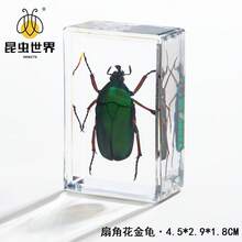 逼真昆虫标本，甲虫、蝎子、犀金龟、蜘蛛，生物科学教育礼品树脂摆件 - 高品质玩具，款式随机，生日礼物 - 圣诞礼物 - 万圣节礼物 - 完美礼物 - 彩色 - 查看 43