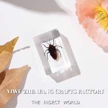 逼真昆虫标本，甲虫、蝎子、犀金龟、蜘蛛，生物科学教育礼品树脂摆件 - 高品质玩具，款式随机，生日礼物 - 圣诞礼物 - 万圣节礼物 - 完美礼物 - 彩色 - 查看 15