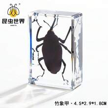 逼真昆虫标本，甲虫、蝎子、犀金龟、蜘蛛，生物科学教育礼品树脂摆件 - 高品质玩具，款式随机，生日礼物 - 圣诞礼物 - 万圣节礼物 - 完美礼物 - 彩色 - 查看 49