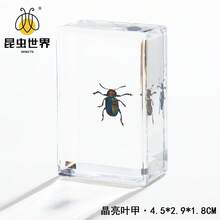 逼真昆虫标本，甲虫、蝎子、犀金龟、蜘蛛，生物科学教育礼品树脂摆件 - 高品质玩具，款式随机，生日礼物 - 圣诞礼物 - 万圣节礼物 - 完美礼物 - 彩色 - 查看 8
