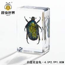 逼真昆虫标本，甲虫、蝎子、犀金龟、蜘蛛，生物科学教育礼品树脂摆件 - 高品质玩具，款式随机，生日礼物 - 圣诞礼物 - 万圣节礼物 - 完美礼物 - 彩色 - 查看 67