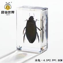 逼真昆虫标本，甲虫、蝎子、犀金龟、蜘蛛，生物科学教育礼品树脂摆件 - 高品质玩具，款式随机，生日礼物 - 圣诞礼物 - 万圣节礼物 - 完美礼物 - 彩色 - 查看 9