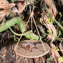 1pc Breathable & Comfortable Detachable Rope Woven Decorative Hammock, Suitable For Reptiles, Amphibians And Small Animals, Washable, Lizard Bed, Hamster Hammock, Pet Swing, Ideal For Rainforest And Desert Scene Decor