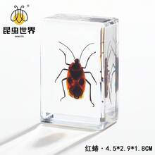 逼真昆虫标本，甲虫、蝎子、犀金龟、蜘蛛，生物科学教育礼品树脂摆件 - 高品质玩具，款式随机，生日礼物 - 圣诞礼物 - 万圣节礼物 - 完美礼物 - 彩色 - 查看 79