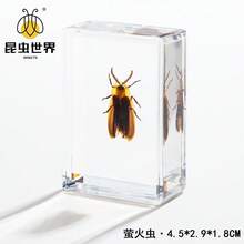 逼真昆虫标本，甲虫、蝎子、犀金龟、蜘蛛，生物科学教育礼品树脂摆件 - 高品质玩具，款式随机，生日礼物 - 圣诞礼物 - 万圣节礼物 - 完美礼物 - 彩色 - 查看 59