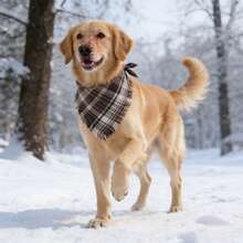 وشاح مثلث للكلاب بتصميم مربعات مع أطراف شرابات، إكسسوارات أزياء للكلاب المتوسطة والكبيرة، لموسم عيد الميلاد والشكر - متعدد الألوان - مشاهدة 8
