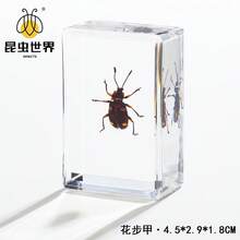 逼真昆虫标本，甲虫、蝎子、犀金龟、蜘蛛，生物科学教育礼品树脂摆件 - 高品质玩具，款式随机，生日礼物 - 圣诞礼物 - 万圣节礼物 - 完美礼物 - 彩色 - 查看 52