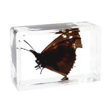 逼真昆虫标本，甲虫、蝎子、犀金龟、蜘蛛，生物科学教育礼品树脂摆件 - 高品质玩具，款式随机，生日礼物 - 圣诞礼物 - 万圣节礼物 - 完美礼物 - 彩色 - 查看 72