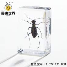 逼真昆虫标本，甲虫、蝎子、犀金龟、蜘蛛，生物科学教育礼品树脂摆件 - 高品质玩具，款式随机，生日礼物 - 圣诞礼物 - 万圣节礼物 - 完美礼物 - 彩色 - 查看 31