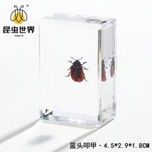 逼真昆虫标本，甲虫、蝎子、犀金龟、蜘蛛，生物科学教育礼品树脂摆件 - 高品质玩具，款式随机，生日礼物 - 圣诞礼物 - 万圣节礼物 - 完美礼物 - 彩色 - 查看 51