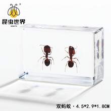 逼真昆虫标本，甲虫、蝎子、犀金龟、蜘蛛，生物科学教育礼品树脂摆件 - 高品质玩具，款式随机，生日礼物 - 圣诞礼物 - 万圣节礼物 - 完美礼物 - 彩色 - 查看 64