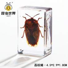 逼真昆虫标本，甲虫、蝎子、犀金龟、蜘蛛，生物科学教育礼品树脂摆件 - 高品质玩具，款式随机，生日礼物 - 圣诞礼物 - 万圣节礼物 - 完美礼物 - 彩色 - 查看 83