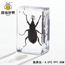 逼真昆虫标本，甲虫、蝎子、犀金龟、蜘蛛，生物科学教育礼品树脂摆件 - 高品质玩具，款式随机，生日礼物 - 圣诞礼物 - 万圣节礼物 - 完美礼物 - 彩色 - 查看 55