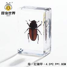逼真昆虫标本，甲虫、蝎子、犀金龟、蜘蛛，生物科学教育礼品树脂摆件 - 高品质玩具，款式随机，生日礼物 - 圣诞礼物 - 万圣节礼物 - 完美礼物 - 彩色 - 查看 74