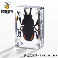 逼真昆虫标本，甲虫、蝎子、犀金龟、蜘蛛，生物科学教育礼品树脂摆件 - 高品质玩具，款式随机，生日礼物 - 圣诞礼物 - 万圣节礼物 - 完美礼物 - 彩色 - 查看 89
