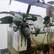 水培种植篮、无土栽培种植网篮、壁挂式水生植物杯、鱼缸装饰配件 - A - 查看 10