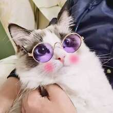 1 Or 2 Pairs Funny Resin Pet Sunglasses, Hip Hop Style, Personalized Solid Color, Large Frame Design, Stylish Pet Glasses Suitable For Cats And Dogs, For Daily Photos And Street Shooting - Multicolor - View 17