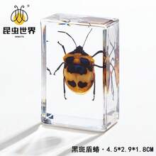 逼真昆虫标本，甲虫、蝎子、犀金龟、蜘蛛，生物科学教育礼品树脂摆件 - 高品质玩具，款式随机，生日礼物 - 圣诞礼物 - 万圣节礼物 - 完美礼物 - 彩色 - 查看 25