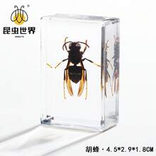 逼真昆虫标本，甲虫、蝎子、犀金龟、蜘蛛，生物科学教育礼品树脂摆件 - 高品质玩具，款式随机，生日礼物 - 圣诞礼物 - 万圣节礼物 - 完美礼物 - 彩色 - 查看 60