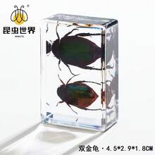 逼真昆虫标本，甲虫、蝎子、犀金龟、蜘蛛，生物科学教育礼品树脂摆件 - 高品质玩具，款式随机，生日礼物 - 圣诞礼物 - 万圣节礼物 - 完美礼物 - 彩色 - 查看 63