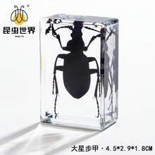 逼真昆虫标本，甲虫、蝎子、犀金龟、蜘蛛，生物科学教育礼品树脂摆件 - 高品质玩具，款式随机，生日礼物 - 圣诞礼物 - 万圣节礼物 - 完美礼物 - 彩色 - 查看 77