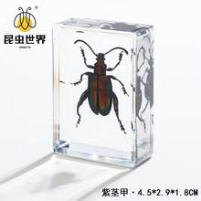 逼真昆虫标本，甲虫、蝎子、犀金龟、蜘蛛，生物科学教育礼品树脂摆件 - 高品质玩具，款式随机，生日礼物 - 圣诞礼物 - 万圣节礼物 - 完美礼物 - 彩色 - 查看 62