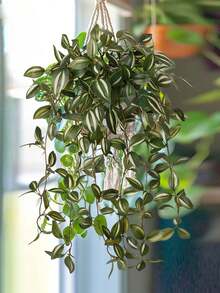 1株仿真秋海棠叶植物，悬挂式，逼真白色叶脉，胡椒草造型，适用于婚礼、生日、节日派对装饰，也适用于办公桌、墙面、客厅、卧室、花园、室内外家居装饰。 - 彩色 - 查看 4