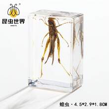 逼真昆虫标本，甲虫、蝎子、犀金龟、蜘蛛，生物科学教育礼品树脂摆件 - 高品质玩具，款式随机，生日礼物 - 圣诞礼物 - 万圣节礼物 - 完美礼物 - 彩色 - 查看 29