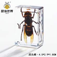 逼真昆虫标本，甲虫、蝎子、犀金龟、蜘蛛，生物科学教育礼品树脂摆件 - 高品质玩具，款式随机，生日礼物 - 圣诞礼物 - 万圣节礼物 - 完美礼物 - 彩色 - 查看 27