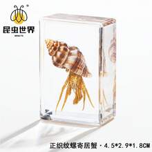 逼真昆虫标本，甲虫、蝎子、犀金龟、蜘蛛，生物科学教育礼品树脂摆件 - 高品质玩具，款式随机，生日礼物 - 圣诞礼物 - 万圣节礼物 - 完美礼物 - 彩色 - 查看 57