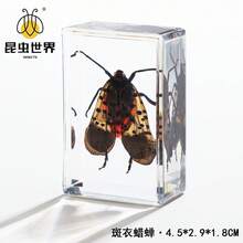 逼真昆虫标本，甲虫、蝎子、犀金龟、蜘蛛，生物科学教育礼品树脂摆件 - 高品质玩具，款式随机，生日礼物 - 圣诞礼物 - 万圣节礼物 - 完美礼物 - 彩色 - 查看 45