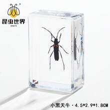 逼真昆虫标本，甲虫、蝎子、犀金龟、蜘蛛，生物科学教育礼品树脂摆件 - 高品质玩具，款式随机，生日礼物 - 圣诞礼物 - 万圣节礼物 - 完美礼物 - 彩色 - 查看 68