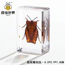 逼真昆虫标本，甲虫、蝎子、犀金龟、蜘蛛，生物科学教育礼品树脂摆件 - 高品质玩具，款式随机，生日礼物 - 圣诞礼物 - 万圣节礼物 - 完美礼物 - 彩色 - 查看 24