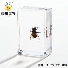 逼真昆虫标本，甲虫、蝎子、犀金龟、蜘蛛，生物科学教育礼品树脂摆件 - 高品质玩具，款式随机，生日礼物 - 圣诞礼物 - 万圣节礼物 - 完美礼物 - 彩色 - 查看 44
