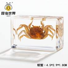 逼真昆虫标本，甲虫、蝎子、犀金龟、蜘蛛，生物科学教育礼品树脂摆件 - 高品质玩具，款式随机，生日礼物 - 圣诞礼物 - 万圣节礼物 - 完美礼物 - 彩色 - 查看 42