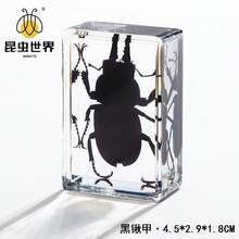 逼真昆虫标本，甲虫、蝎子、犀金龟、蜘蛛，生物科学教育礼品树脂摆件 - 高品质玩具，款式随机，生日礼物 - 圣诞礼物 - 万圣节礼物 - 完美礼物 - 彩色 - 查看 40