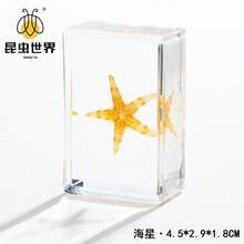 逼真昆虫标本，甲虫、蝎子、犀金龟、蜘蛛，生物科学教育礼品树脂摆件 - 高品质玩具，款式随机，生日礼物 - 圣诞礼物 - 万圣节礼物 - 完美礼物 - 彩色 - 查看 46