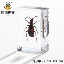逼真昆虫标本，甲虫、蝎子、犀金龟、蜘蛛，生物科学教育礼品树脂摆件 - 高品质玩具，款式随机，生日礼物 - 圣诞礼物 - 万圣节礼物 - 完美礼物 - 彩色 - 查看 17
