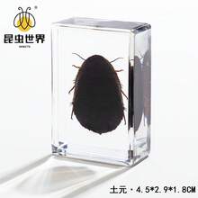 逼真昆虫标本，甲虫、蝎子、犀金龟、蜘蛛，生物科学教育礼品树脂摆件 - 高品质玩具，款式随机，生日礼物 - 圣诞礼物 - 万圣节礼物 - 完美礼物 - 彩色 - 查看 16
