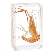 逼真昆虫标本，甲虫、蝎子、犀金龟、蜘蛛，生物科学教育礼品树脂摆件 - 高品质玩具，款式随机，生日礼物 - 圣诞礼物 - 万圣节礼物 - 完美礼物 - 彩色 - 查看 13