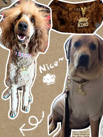 1 pieza Corona de reina totalmente enjoyada con strass, collar de cadena gruesa de tono dorado, collar de aleación para mascotas perros y gatos, brillante, estilo hip-hop, callejero, retro, punk, adecuado para bulldog francés, rottweiler, golden retriever, labrador