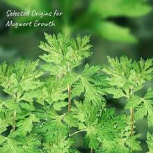 [Handmade Mugwort Sticks] 10pcs Handmade Mugwort Sticks - Pure Mugwort Leaf, Thin Diameter For Acupressure, Herbal Relax - No Choking, Deep Insertion - Traditional Korean Medicine, Natural Wellness Supplements - No Electricity Needed - Ideal For Home, Clinic, Spa Use, Acupressure Accessories, Cylindrical Stick Design - 10pcs - 查看 5