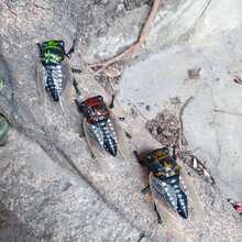 1pc Cicada Prank Toy - Hyper-Realistic Mechanical Cicada Sound Maker, Instantly Triggers Summer Screams Prank, Suitable For Office And Party - Perfect Gift - Birthday Gift - Boy Gift - Girl Gift - Easter Gift - Valentine's Day Gift - Multicolor - View 2